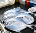 Fresh Silver Pomfret